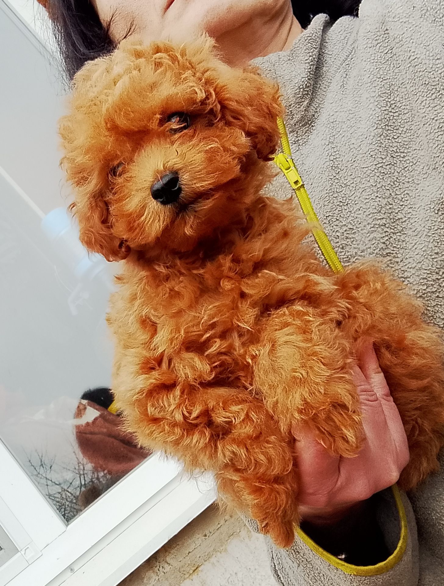 Той пудель мальчик