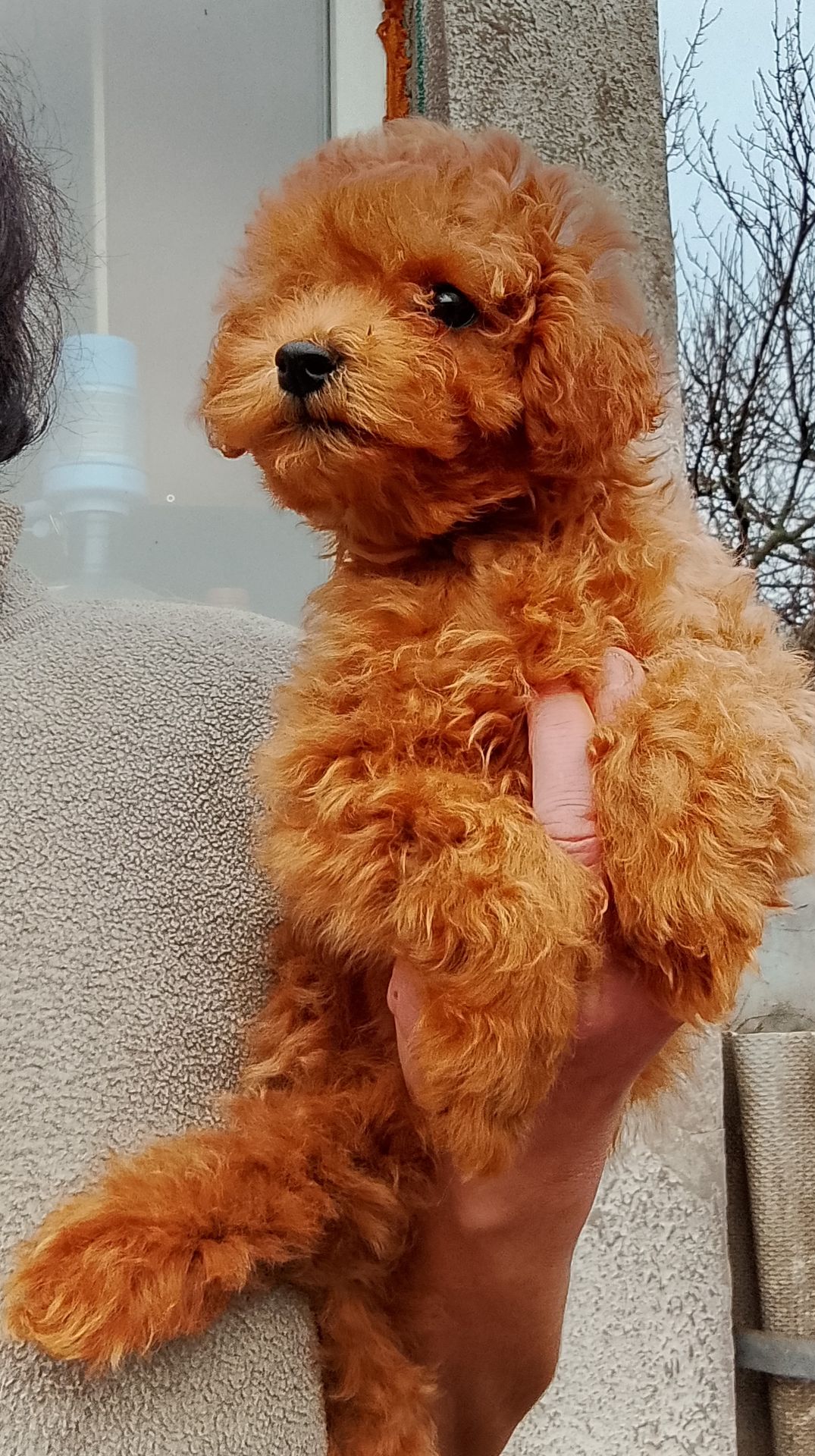 Той пудель мальчик