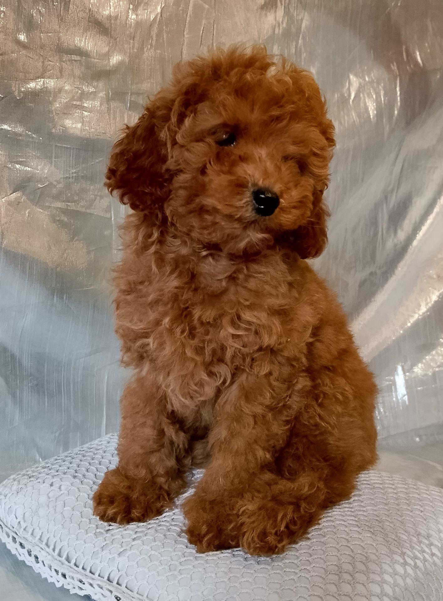 Той пудель девочки