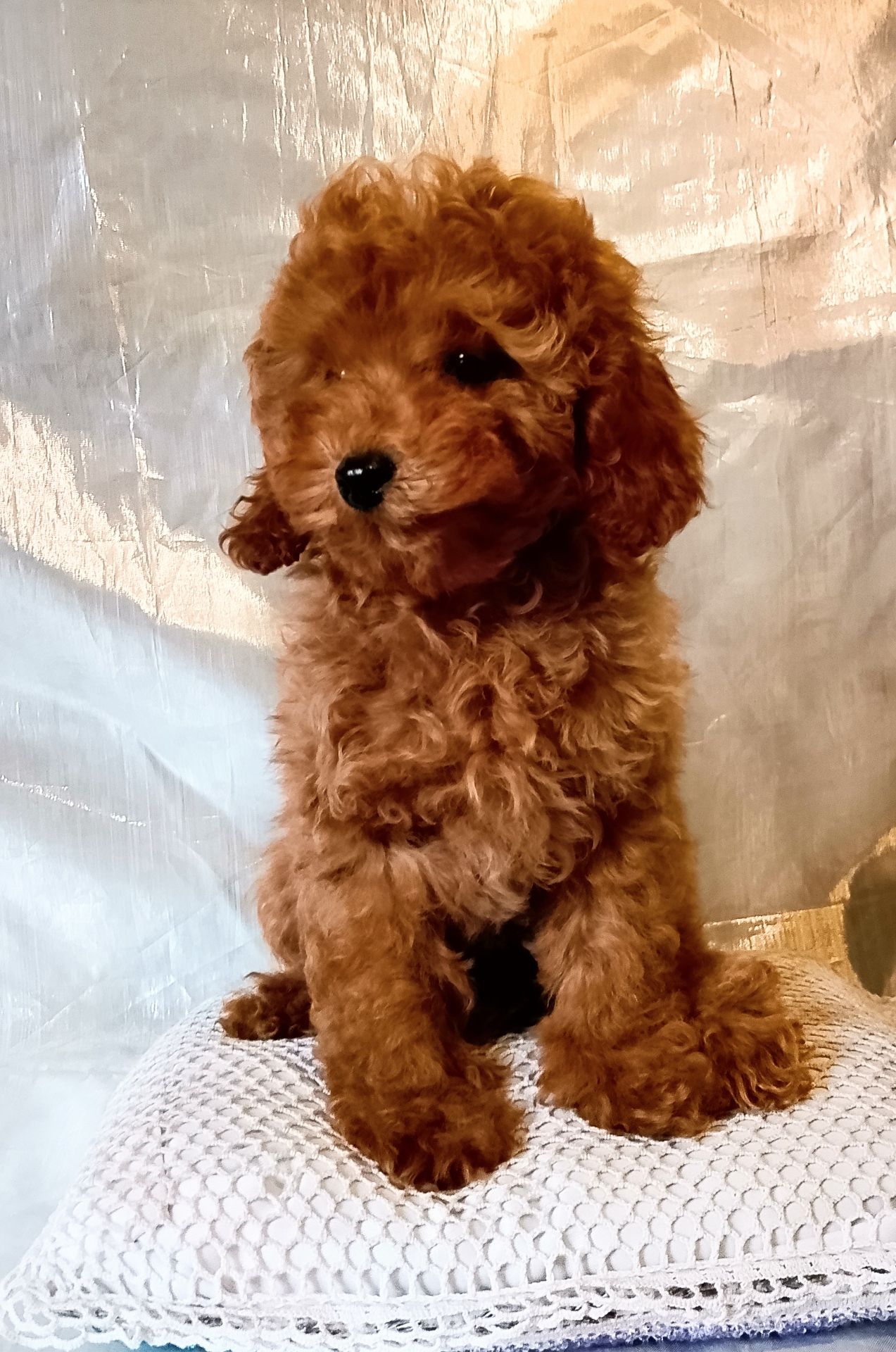 Той пудель девочки