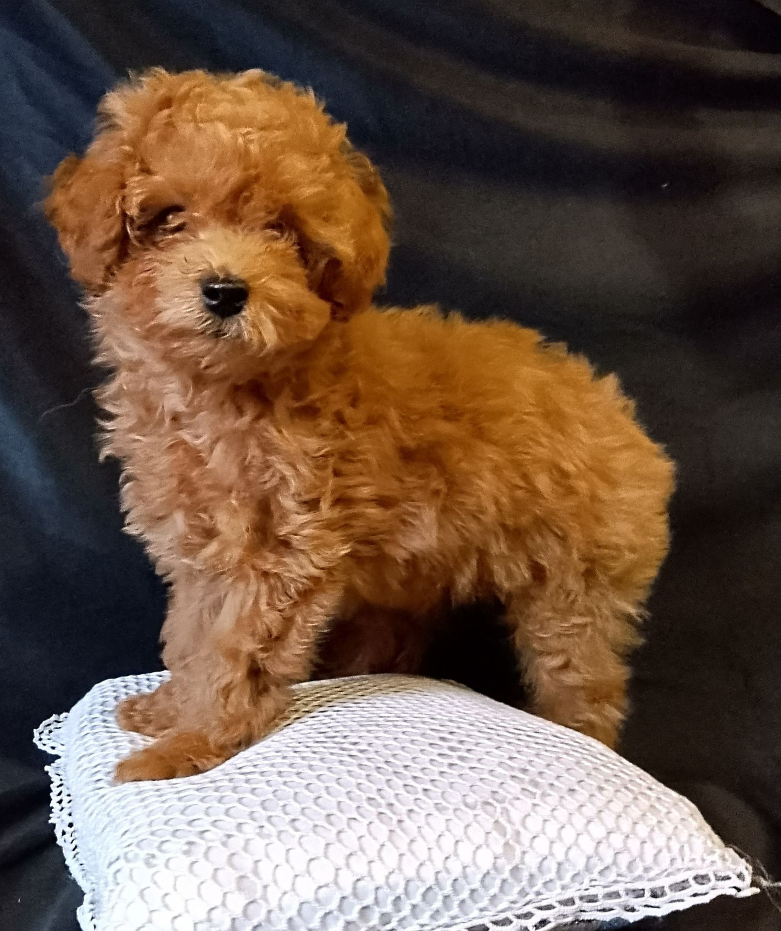 Той пудель мальчик