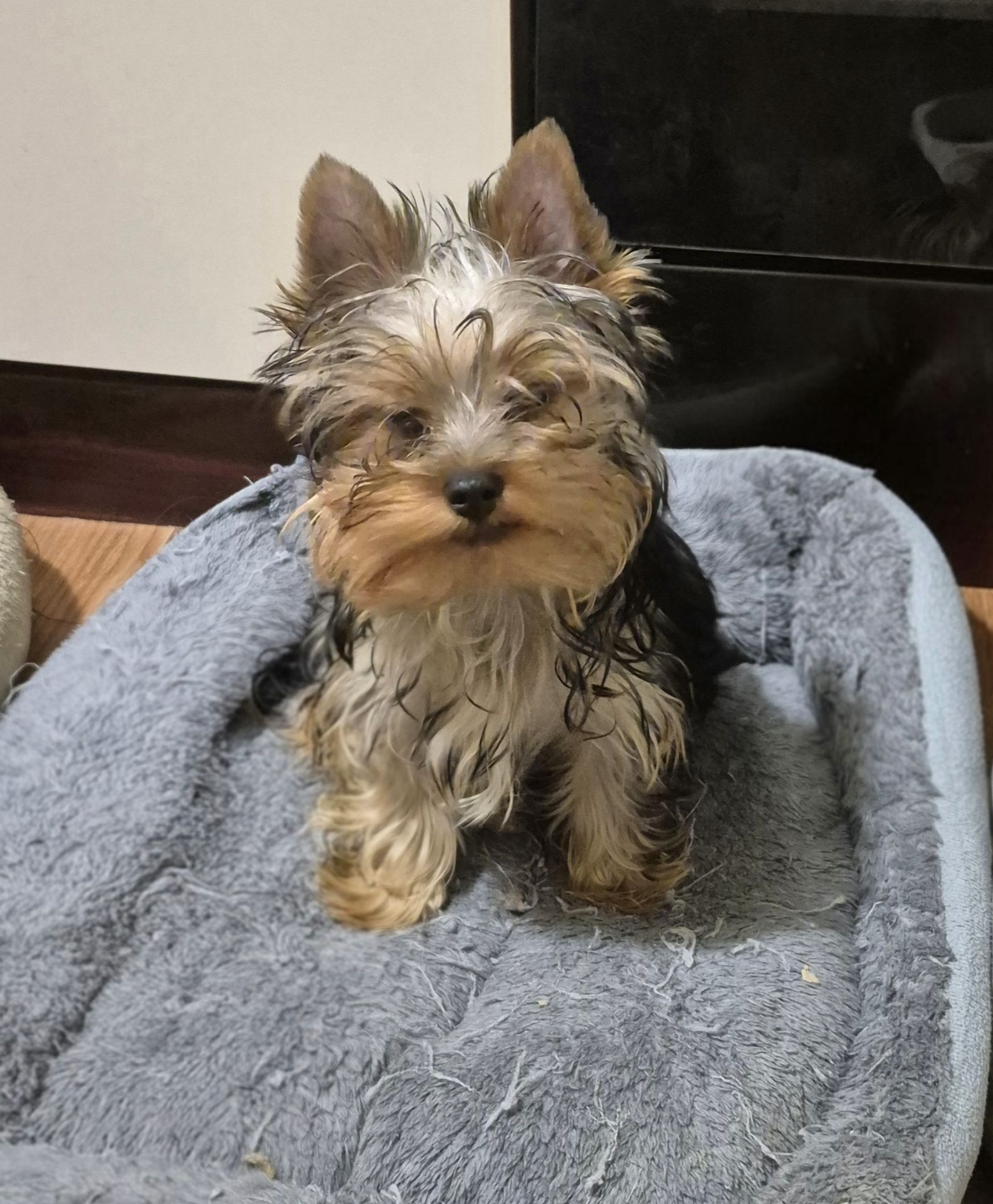 Чарівні цуценята йоркширского тер'єра, готові до переїзду