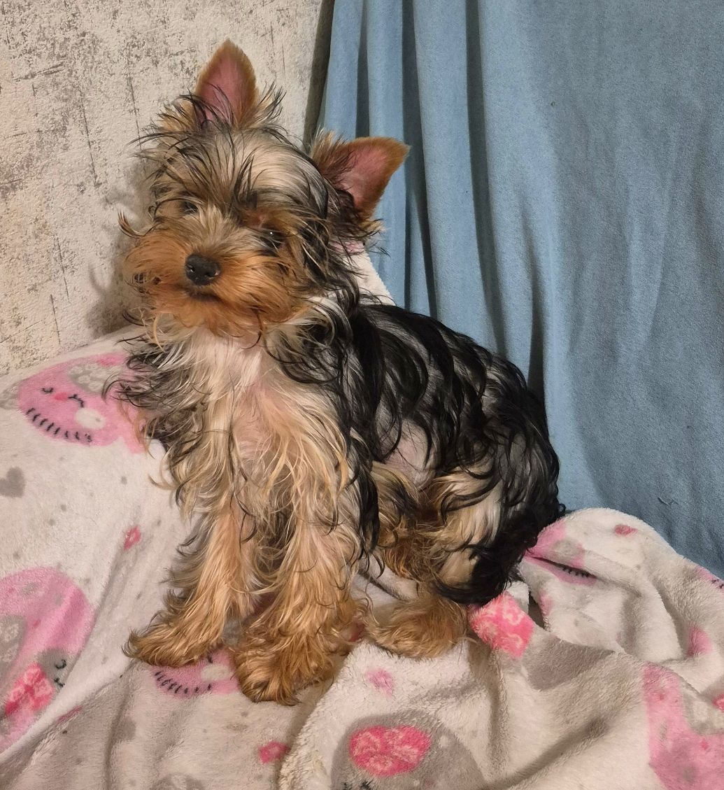 Чарівні цуценята йоркширского тер'єра, готові до переїзду