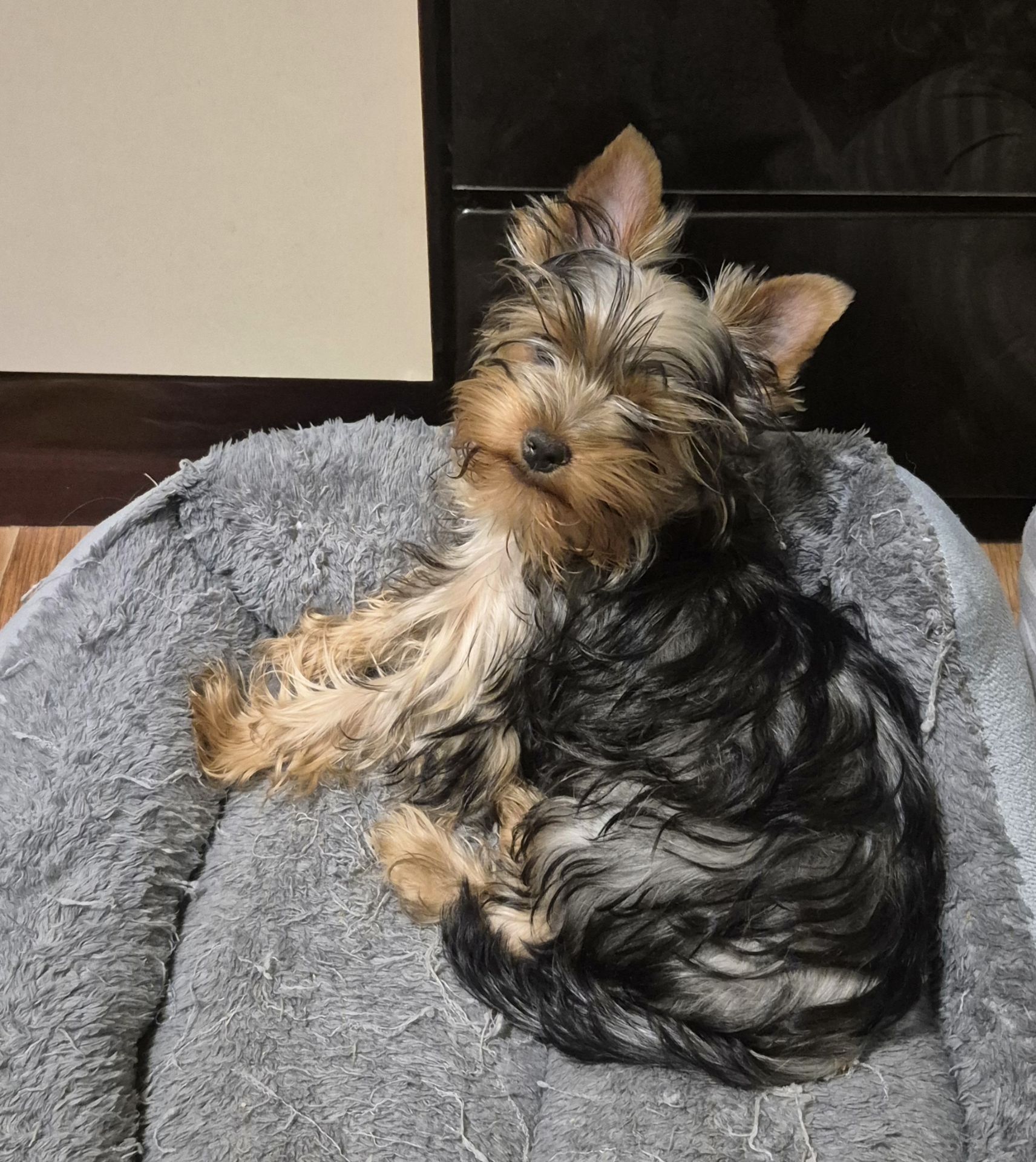 Чарівні цуценята йоркширского тер'єра, готові до переїзду