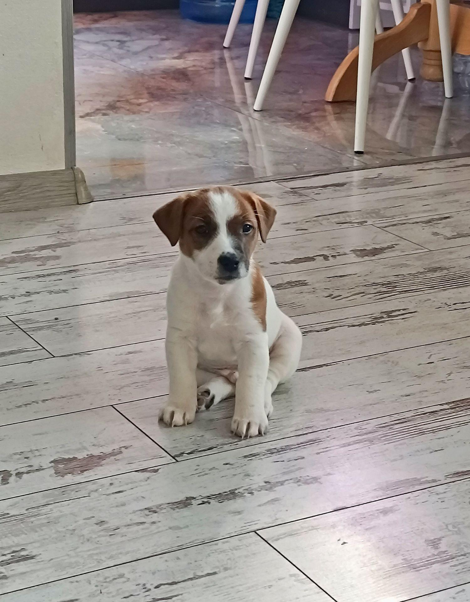 Цуценя Джек Рассел