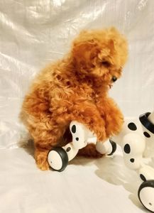 Той пудель девочки