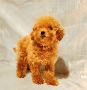 Той пудель девочки