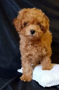 Той пудель мальчик