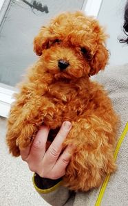 Той пудель мальчик