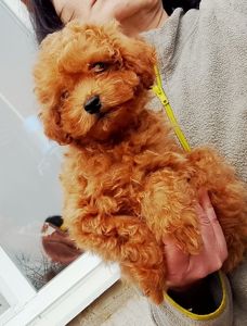 Той пудель мальчик