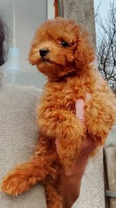 Той пудель мальчик