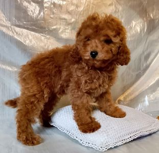 Той пудель девочки