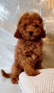 Той пудель девочки