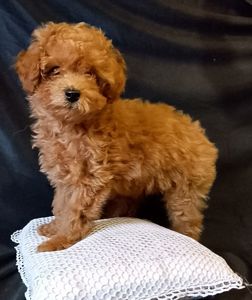 Той пудель мальчик