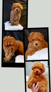 Той пудель мальчик