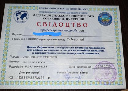 Чарівні цуценята йоркширского тер'єра, готові до переїзду