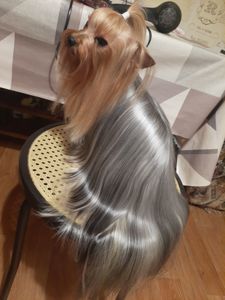 Чарівні цуценята йоркширского тер'єра, готові до переїзду