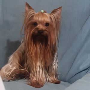 Чарівні цуценята йоркширского тер'єра, готові до переїзду