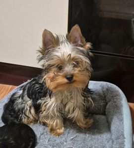 Чарівні цуценята йоркширского тер'єра, готові до переїзду