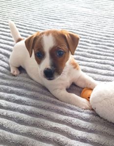 Цуценя Джек Рассел