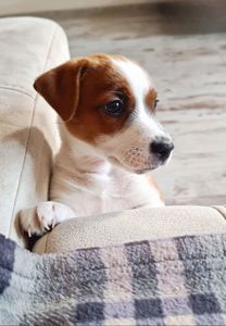 Цуценя Джек Рассел