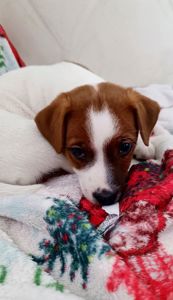 Цуценя Джек Рассел