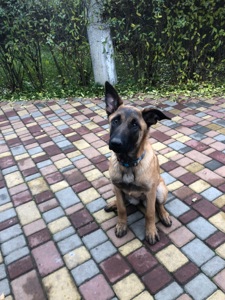 Цуценята Малінуа