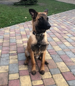 Цуценята Малінуа