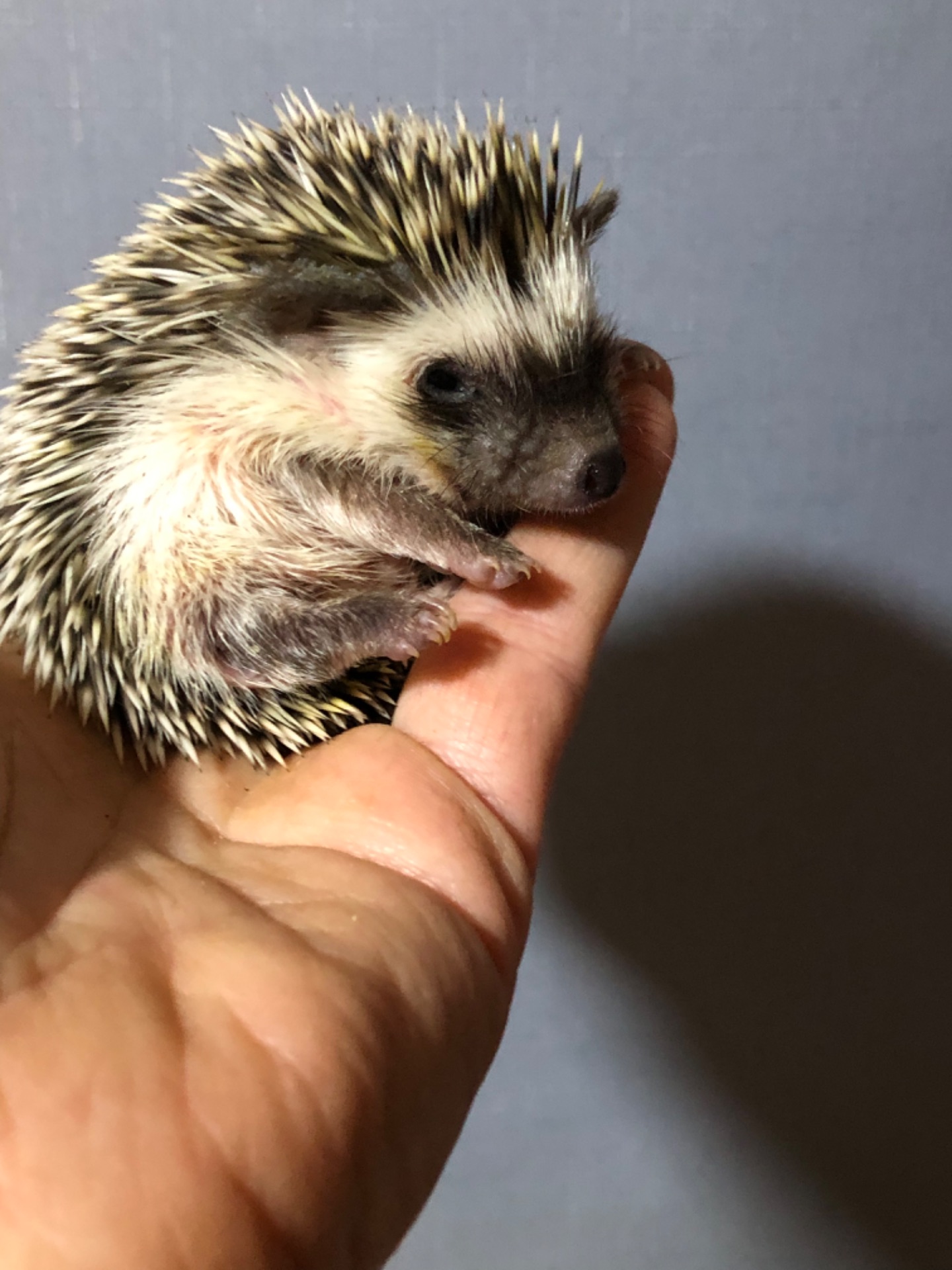 Два хлопчика африканського їжака