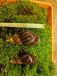 Дорослий равлик Ахатини Фуліки Хемелі