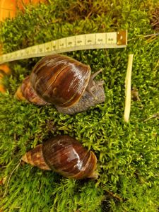 Дорослий равлик Ахатини Фуліки Хемелі