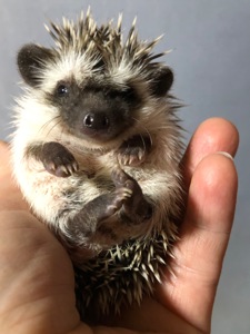 Два хлопчика африканського їжака