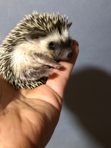 Два хлопчика африканського їжака