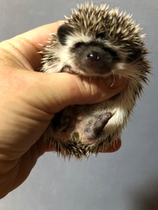 Два хлопчика африканського їжака