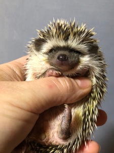 Два хлопчика африканського їжака