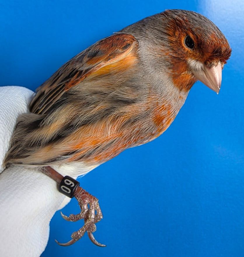 КОЛЬОРОВІ КАНАРКИ