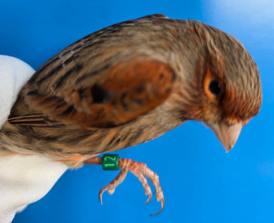 КОЛЬОРОВІ КАНАРКИ