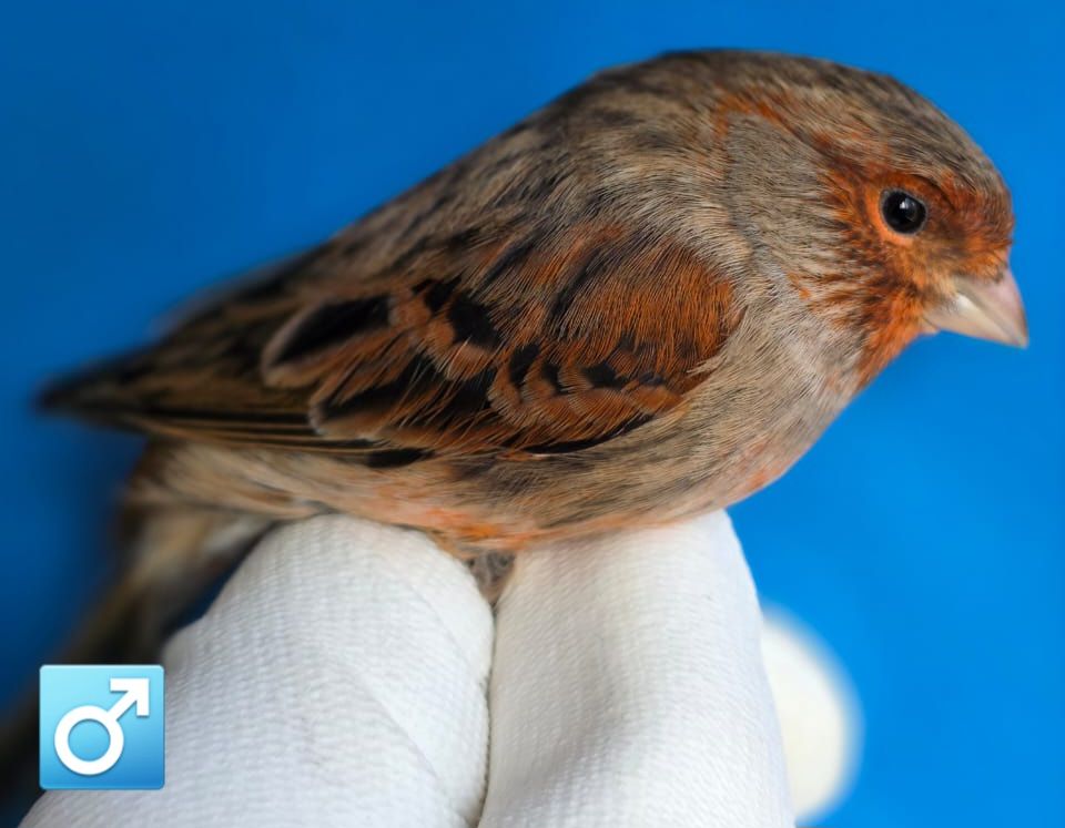 КОЛЬОРОВІ КАНАРКИ