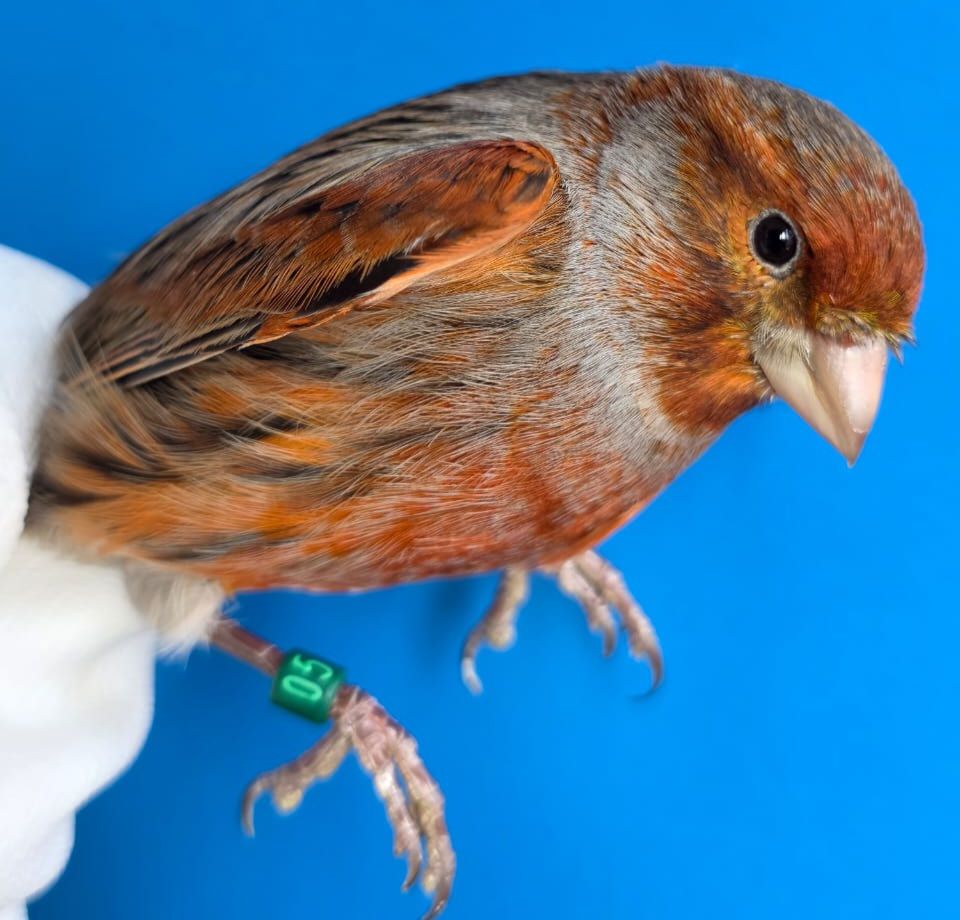 КОЛЬОРОВІ КАНАРКИ