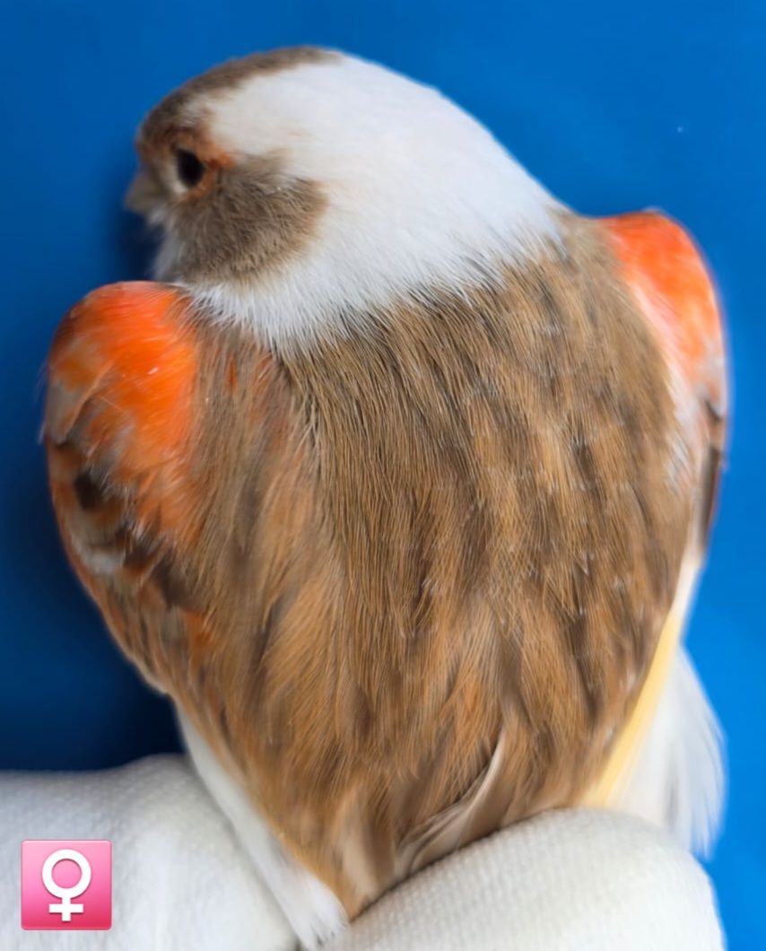 КОЛЬОРОВІ КАНАРКИ