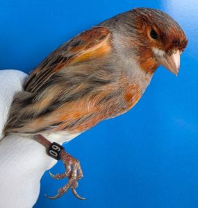 КОЛЬОРОВІ КАНАРКИ