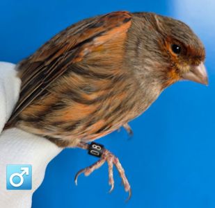 КОЛЬОРОВІ КАНАРКИ