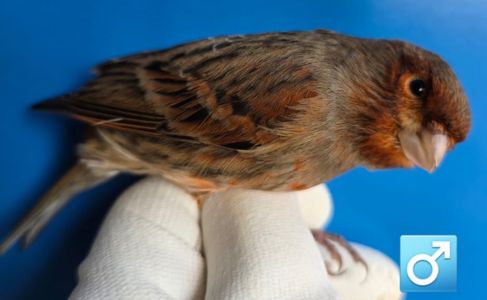 КОЛЬОРОВІ КАНАРКИ