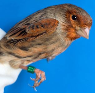 КОЛЬОРОВІ КАНАРКИ