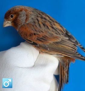 КОЛЬОРОВІ КАНАРКИ