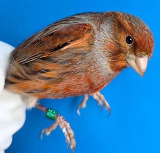 КОЛЬОРОВІ КАНАРКИ