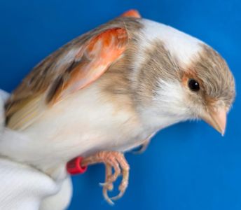 КОЛЬОРОВІ КАНАРКИ