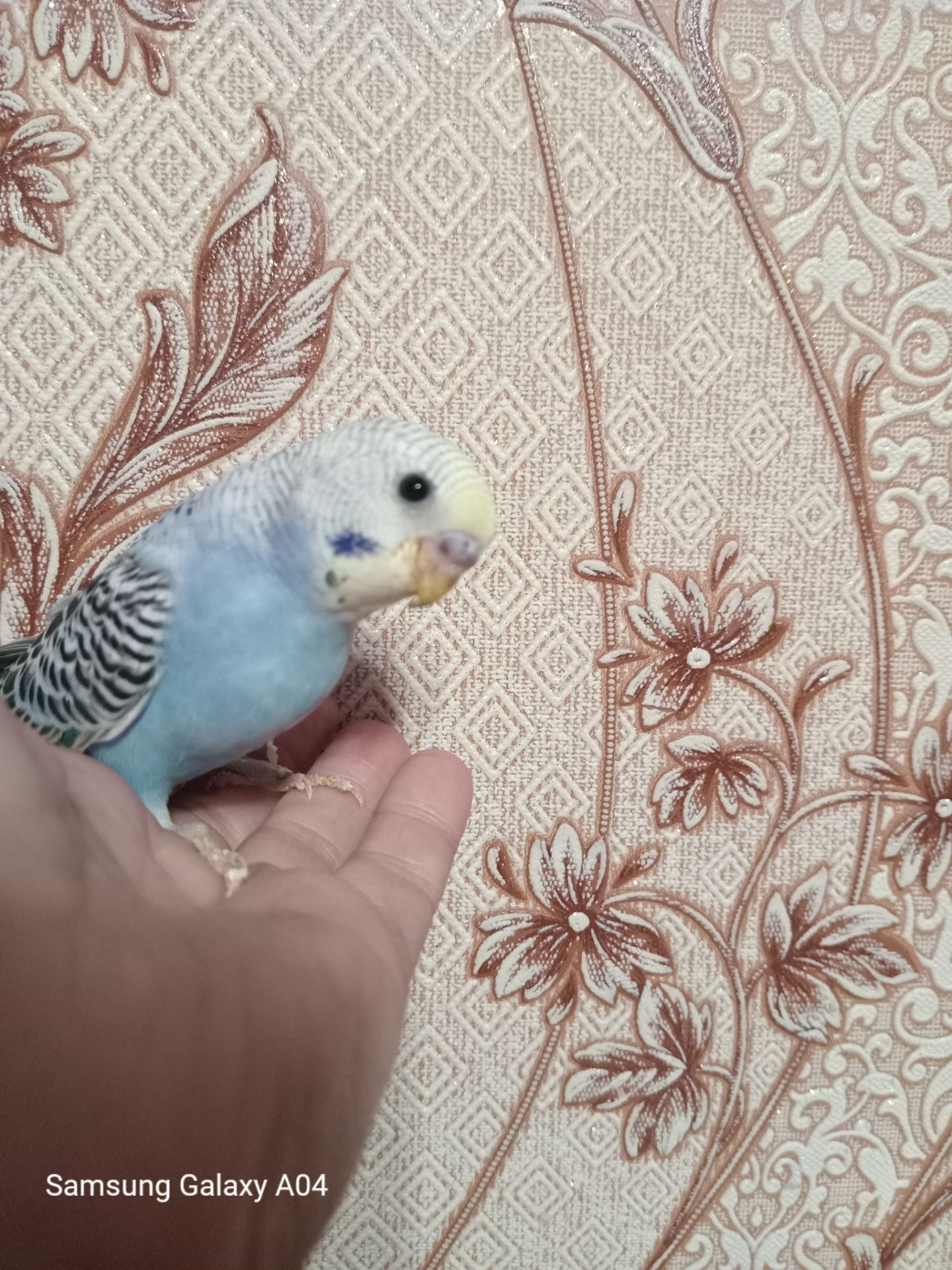 Хвилясті папуги