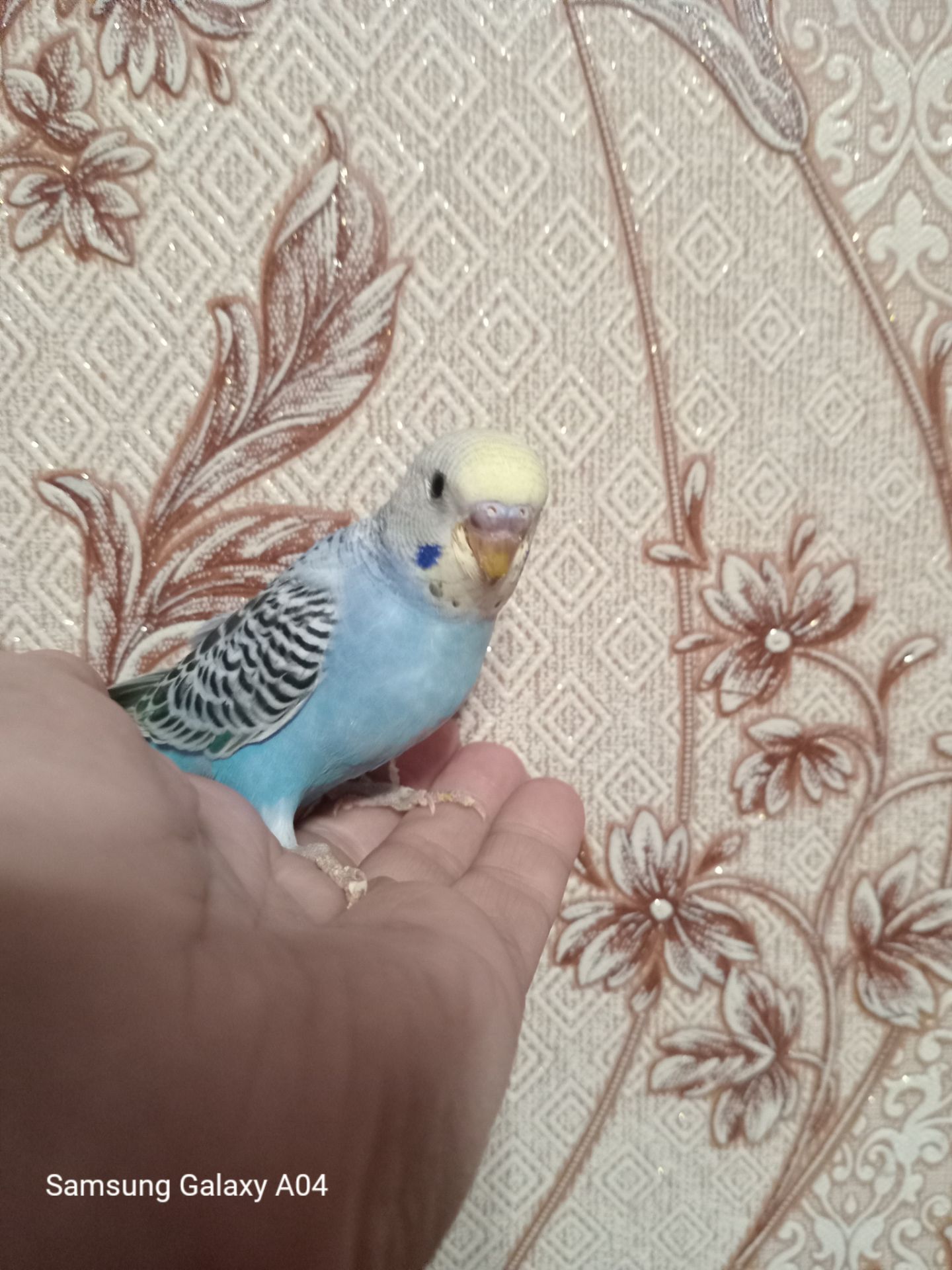 Хвилясті папуги