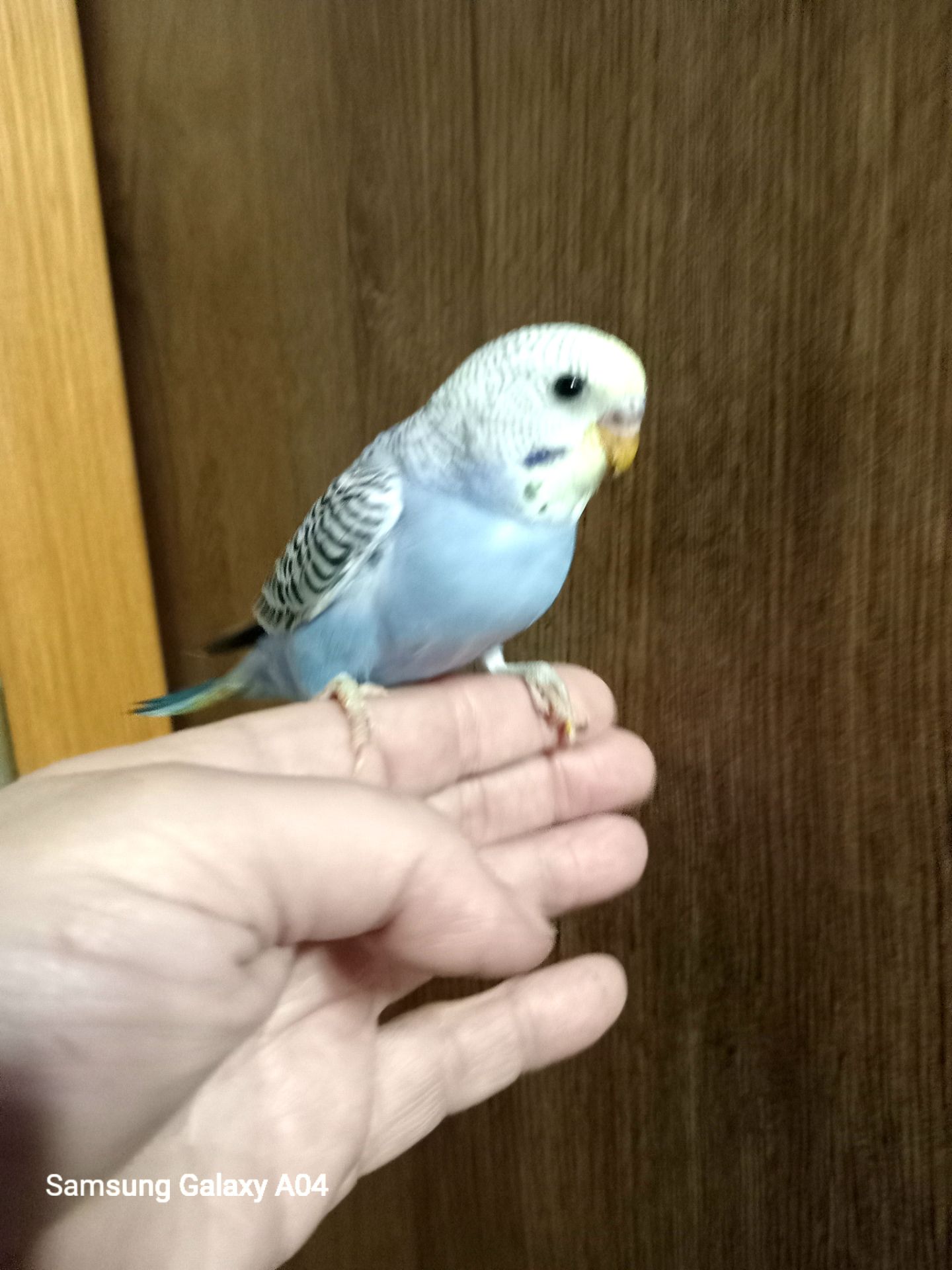 Хвилясті папуги